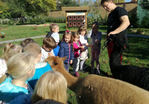 Karmienie alpaków.